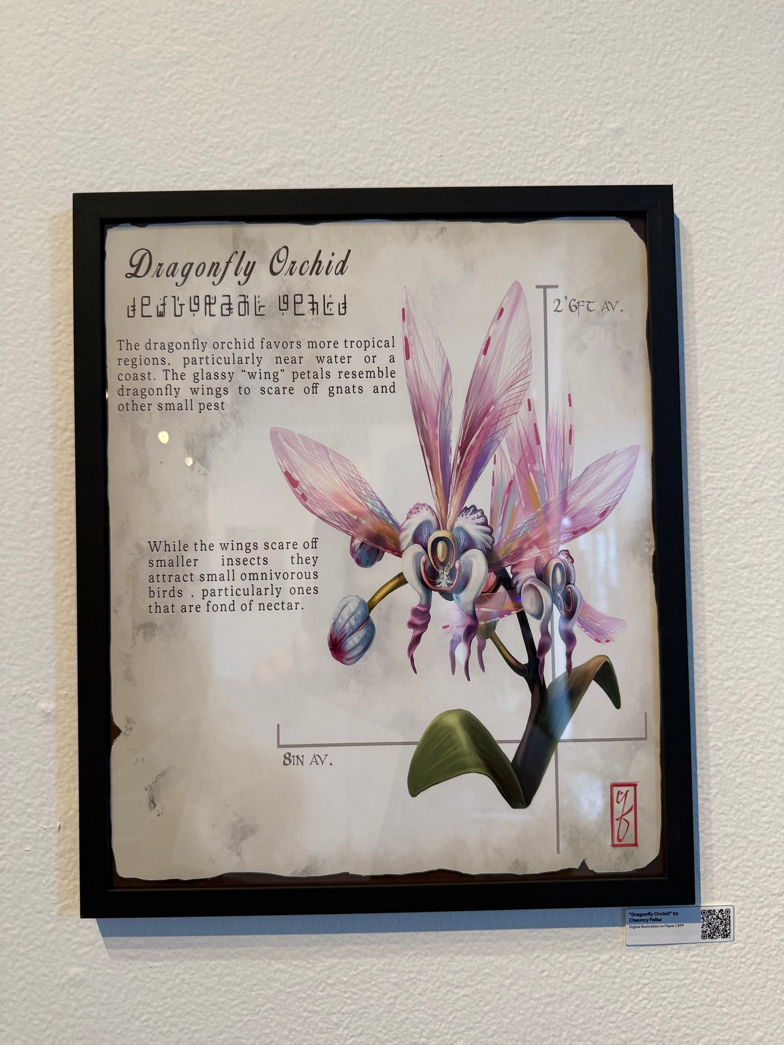 Dragonfly Orchid Original Illustration by Chauncy Felisz